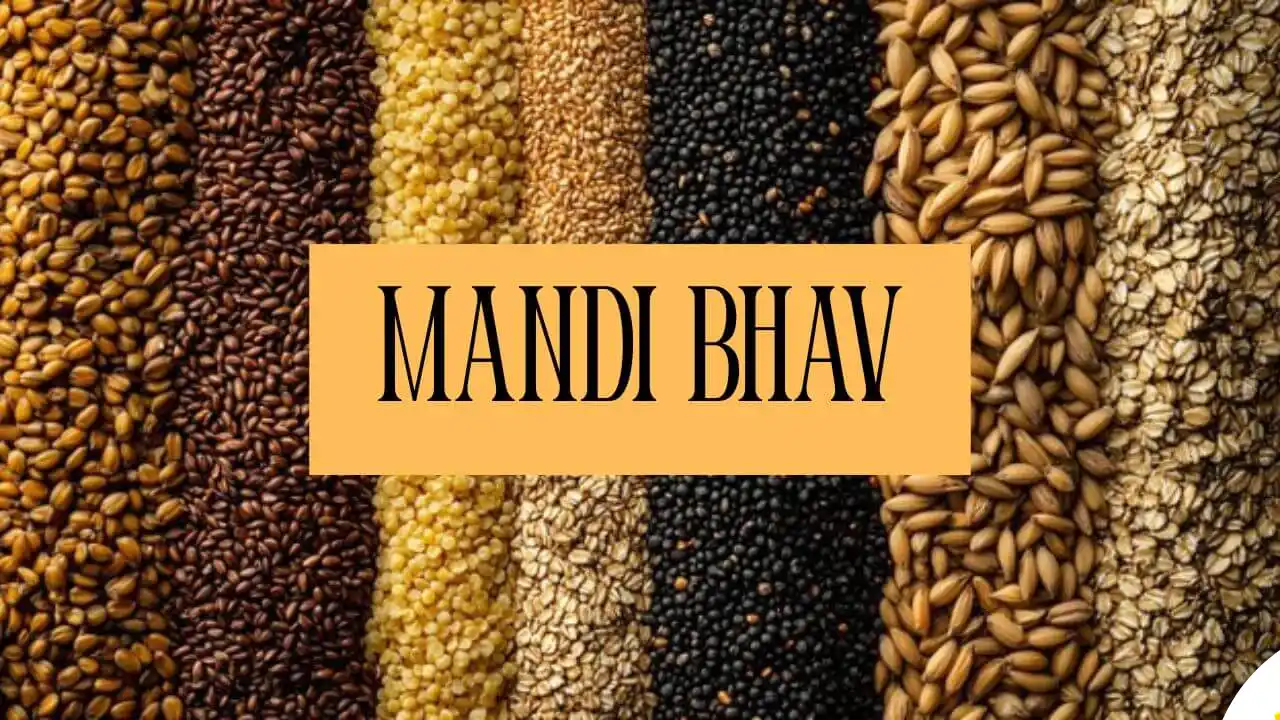 Wheat and Soybean See Indore Mandi Latest Rate 29 July 2025